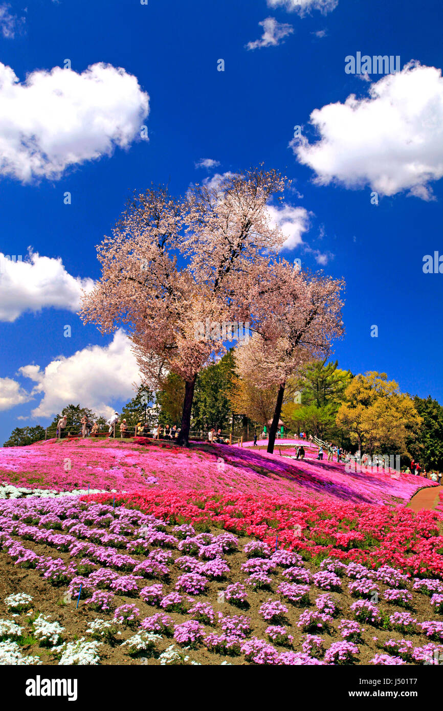 Moss Pink Blossoms at Misato Shibazakura Koen Park Takasaki city Gunma Japan Stock Photo