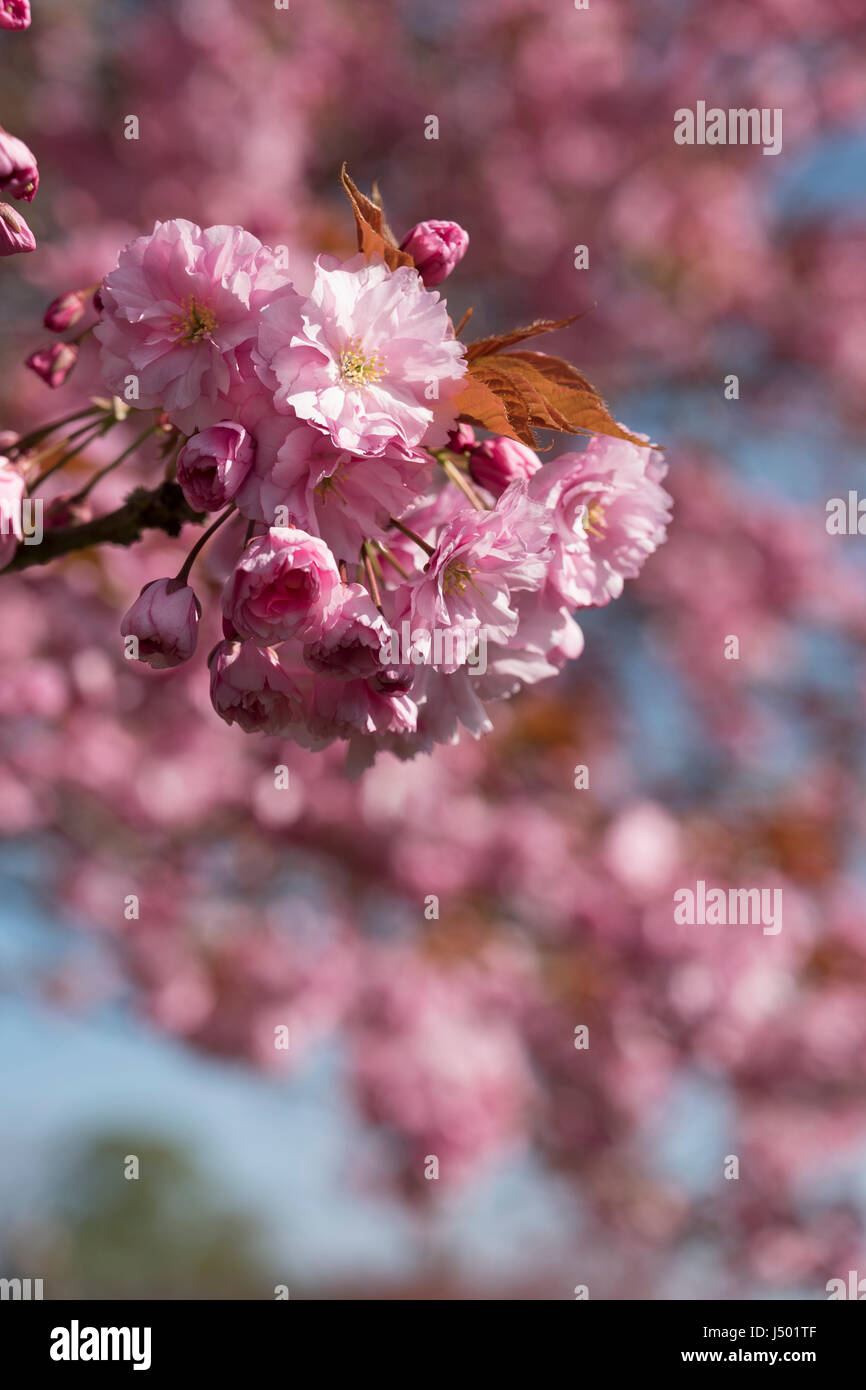 Flowering Cherry blossom in spring, UK. Stock Photo