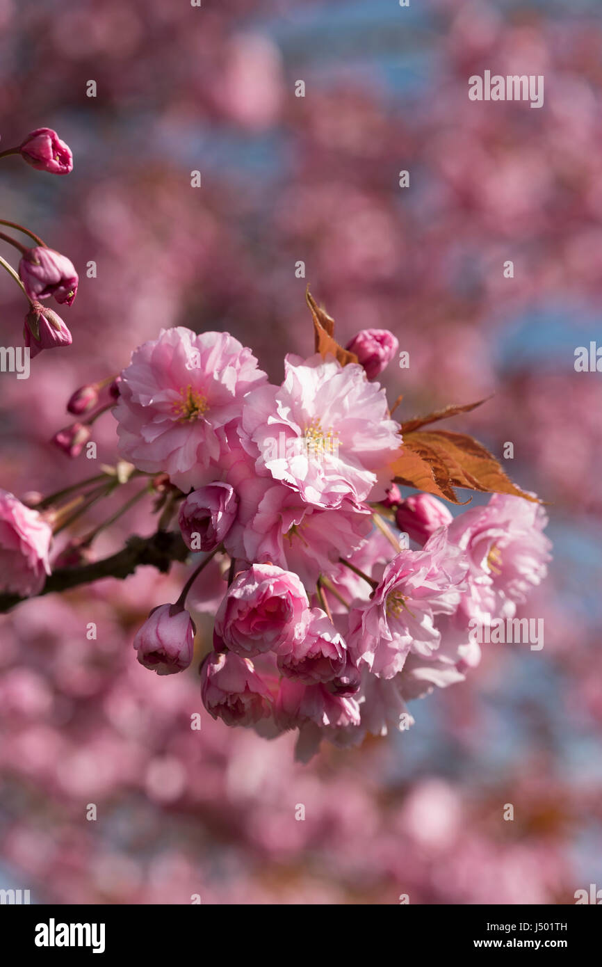 Flowering Cherry blossom in spring, UK. Stock Photo