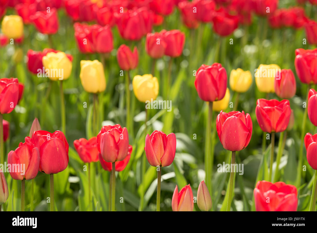 Flowering tulips in an English garden Stock Photo Alamy