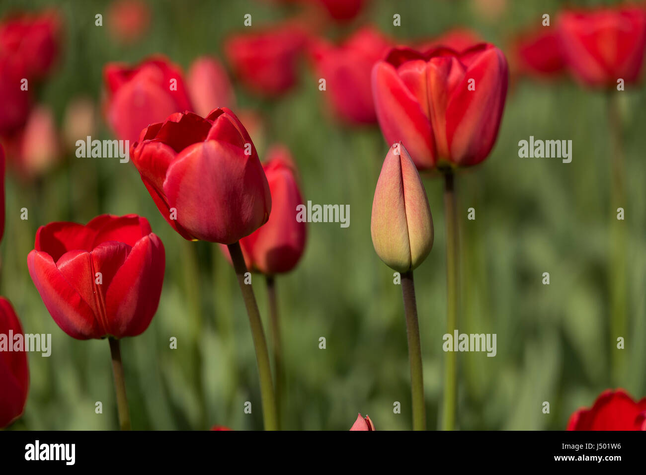 Flowering tulips in an English garden Stock Photo Alamy