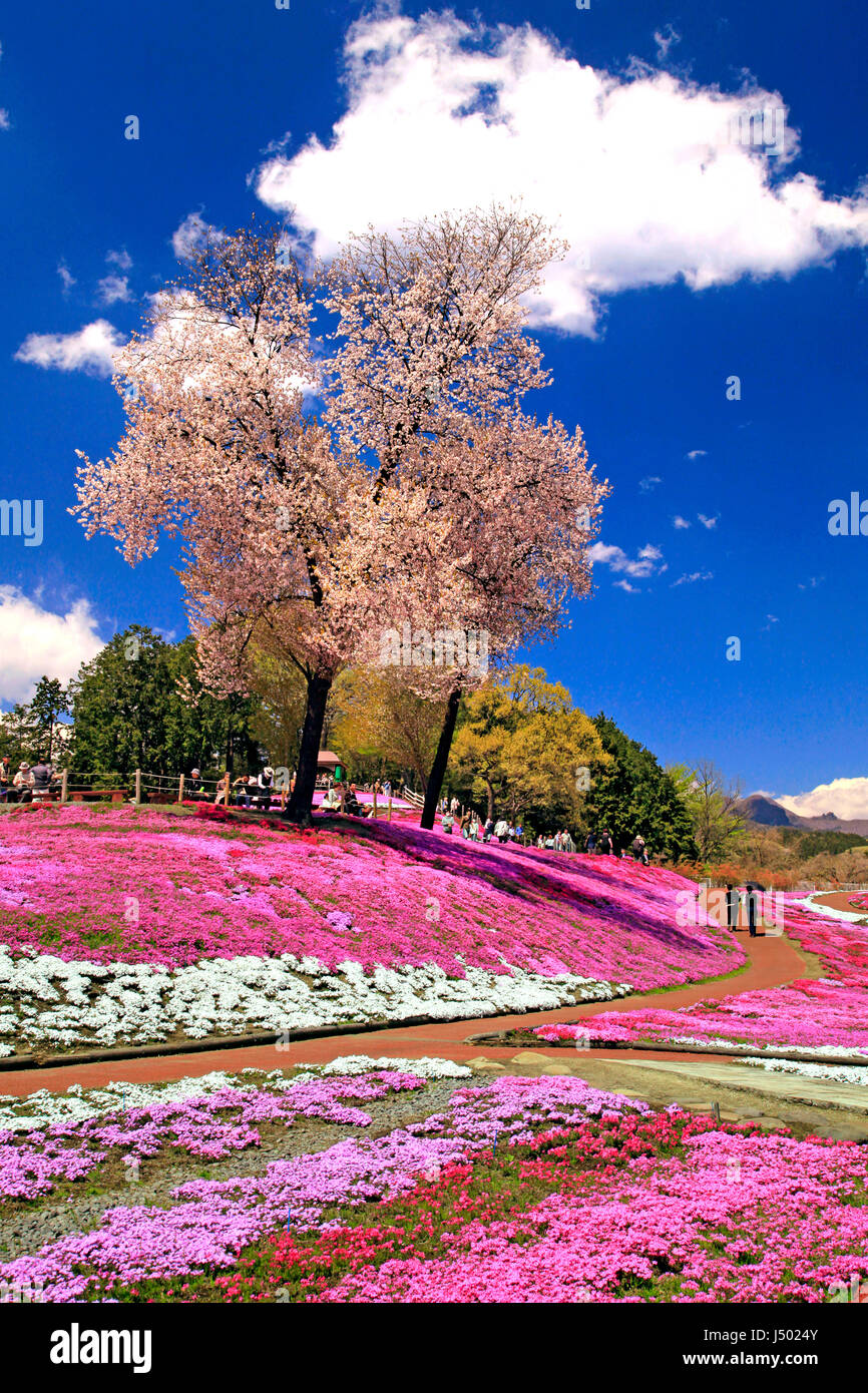 Moss Pink Blossoms at Misato Shibazakura Koen Park Takasaki city Gunma Japan Stock Photo