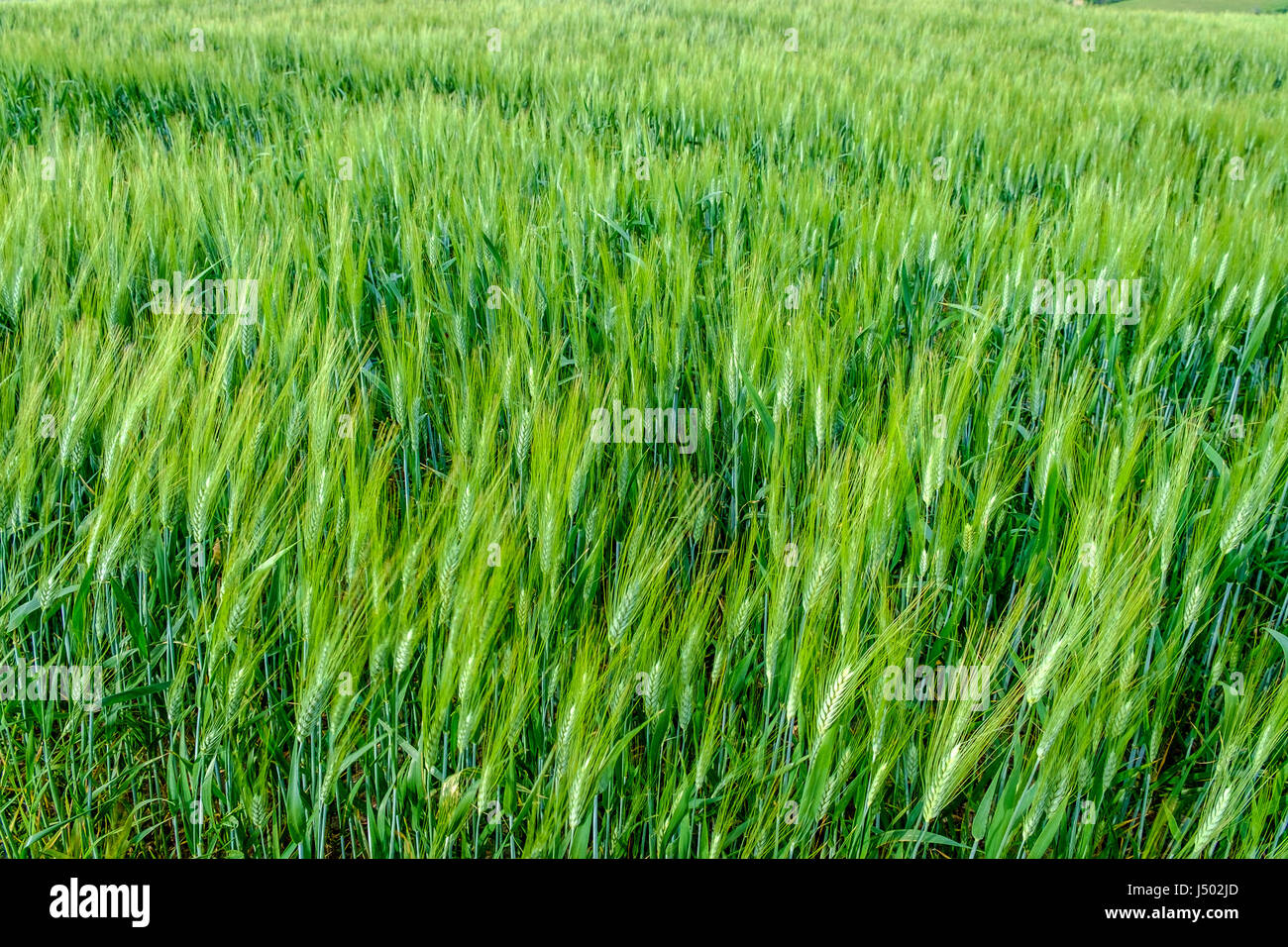 Wheat fields, Val d'Orcia, Tuscany Italy Stock Photo Alamy