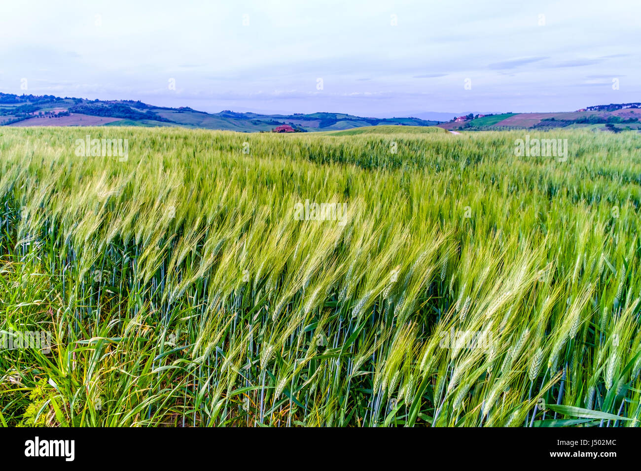 Wheat fields, Val d'Orcia, Tuscany Italy Stock Photo Alamy