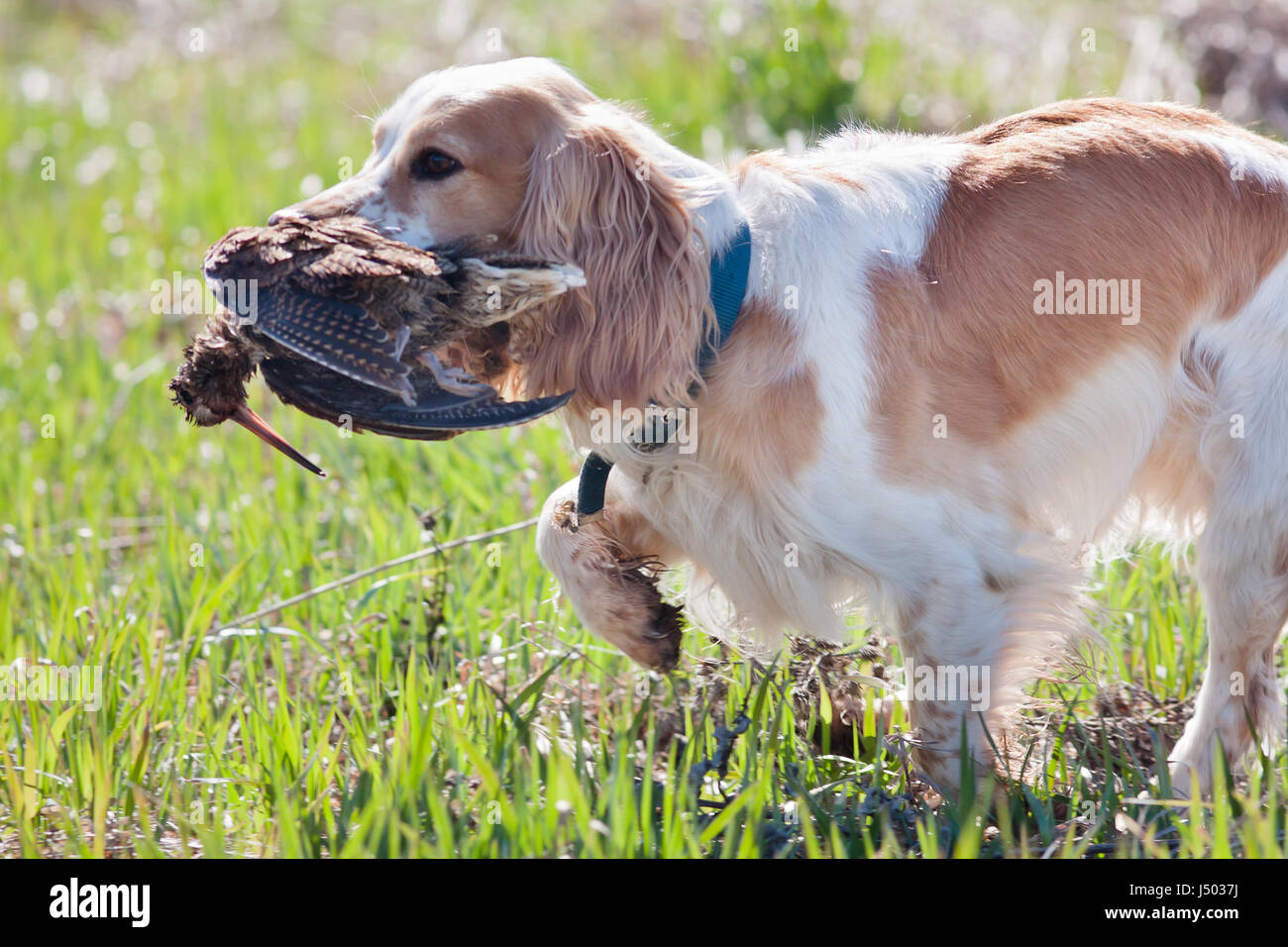 hunting dog spaniel carrying a woodcock to the owner Stock Photo