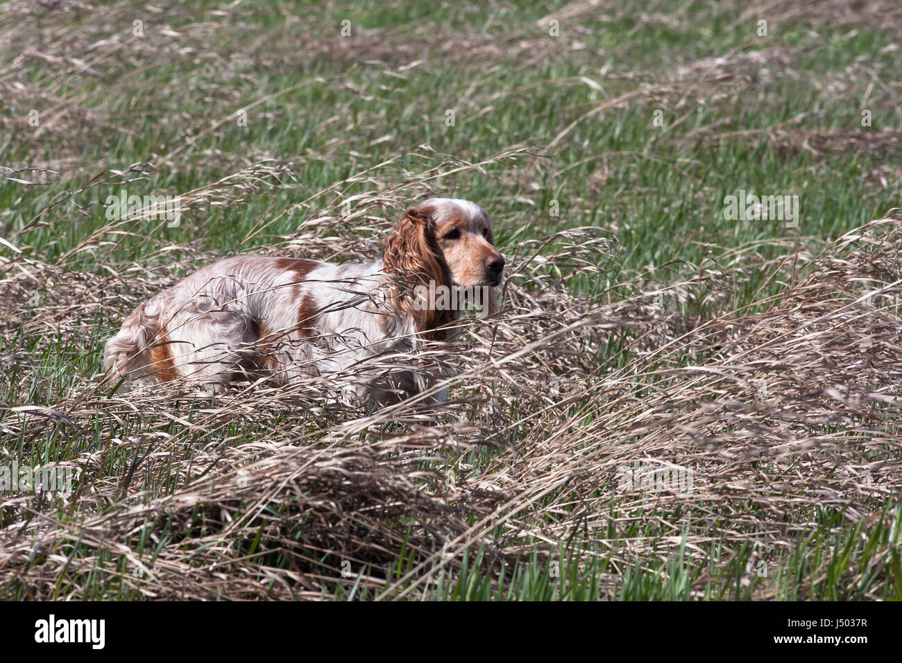 hunting dog on the hunt in the field Stock Photo Alamy