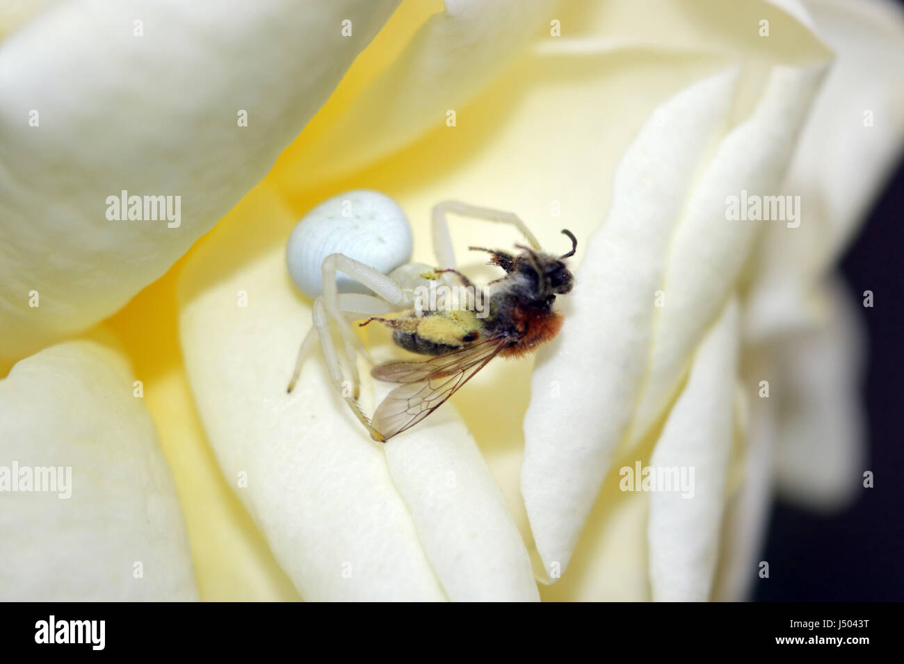 Epsom, Surrey, UK. 14th May 2017. A white crab spider has caught and killed a honey bee on a garden rose in Epsom Surrey. Credit: Julia Gavin UK/Alamy Live News Stock Photo