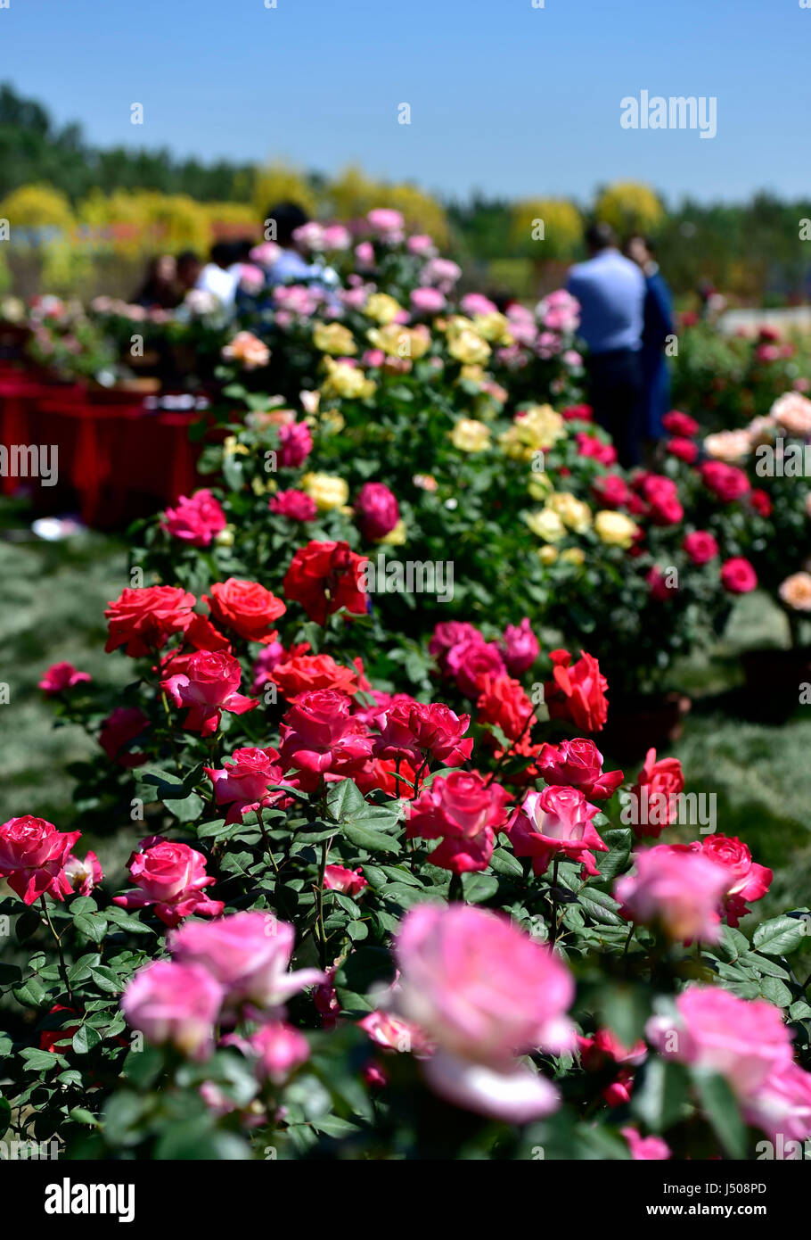 Tianjin China 15th May 2017 Tourists View The Chinese Roses