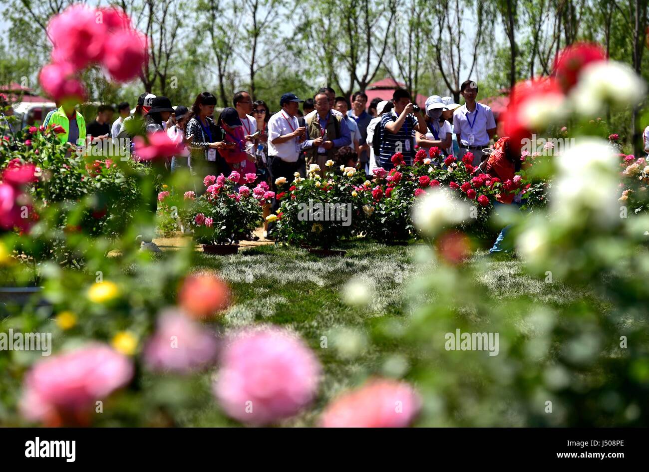 Tianjin China 15th May 2017 Tourists View The Chinese Roses