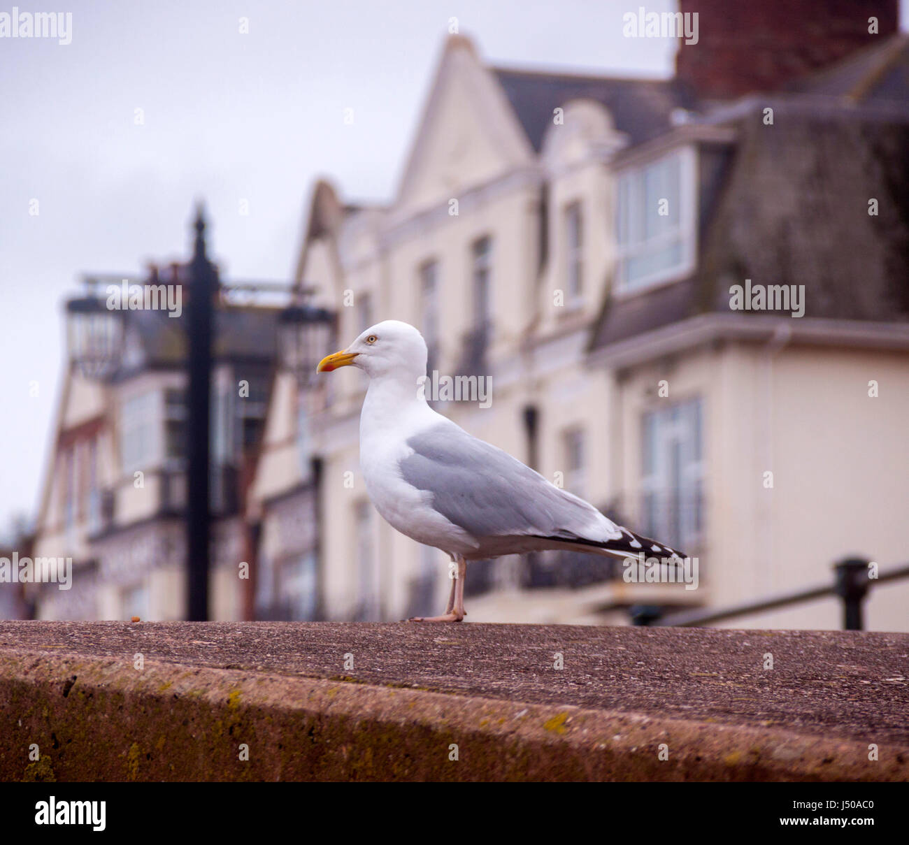 Sidmouth, Devon, UK. 15th May 2017 A seagull looks out on Sidmouth seafront as warning signs are erected telling people that there is an £80.00 fine for those caught feeding seagulls. Credit: South West Photos / Alamy Live News Stock Photo