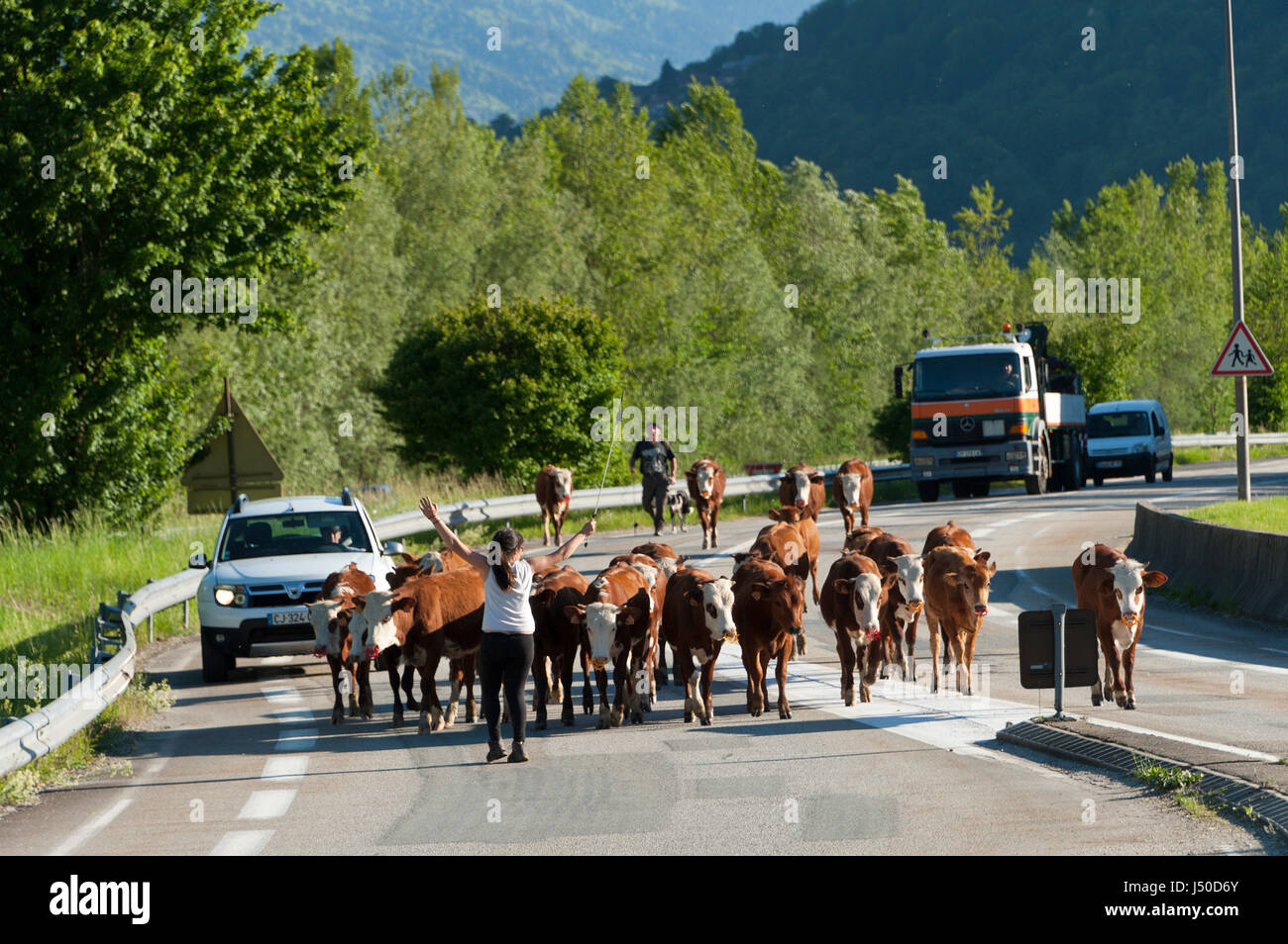 Marthod, Savoie, France. 15th May, 2017. Cattle are driven along a busy road, on a beautiful summer evening, in the Val d'Arly near Marthod, Savoie. Credit: Graham M. Lawrence/Alamy Live News Stock Photo