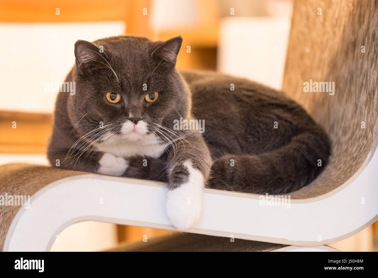 The British cat lying on the Chair Stock Photo - Alamy