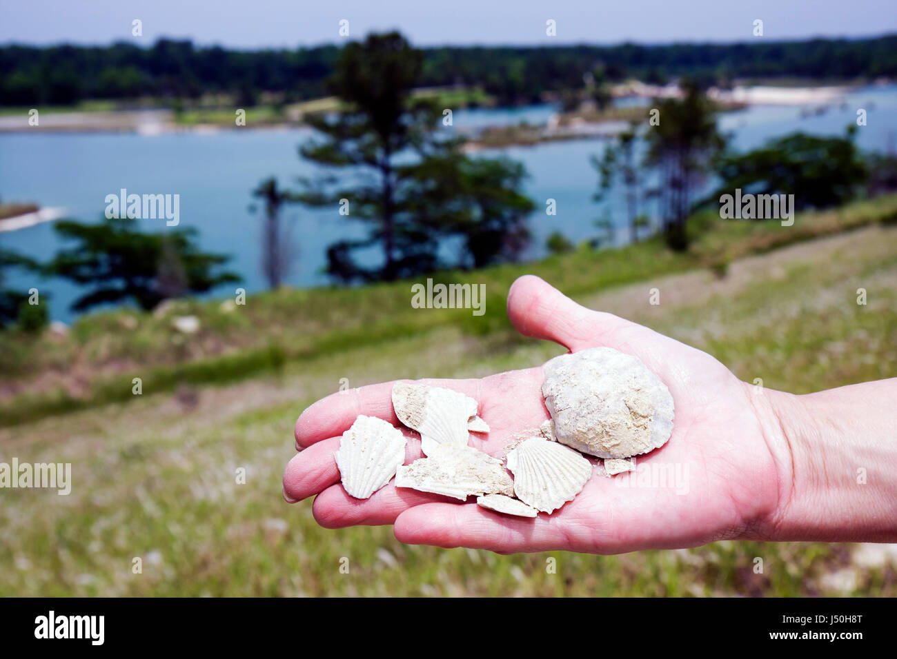 Alabama,St. Stephens,St. Stephens historic Site,former quarry,fossils,shells,archeology,hand,hands,show,natural history,AL080514034 Stock Photo