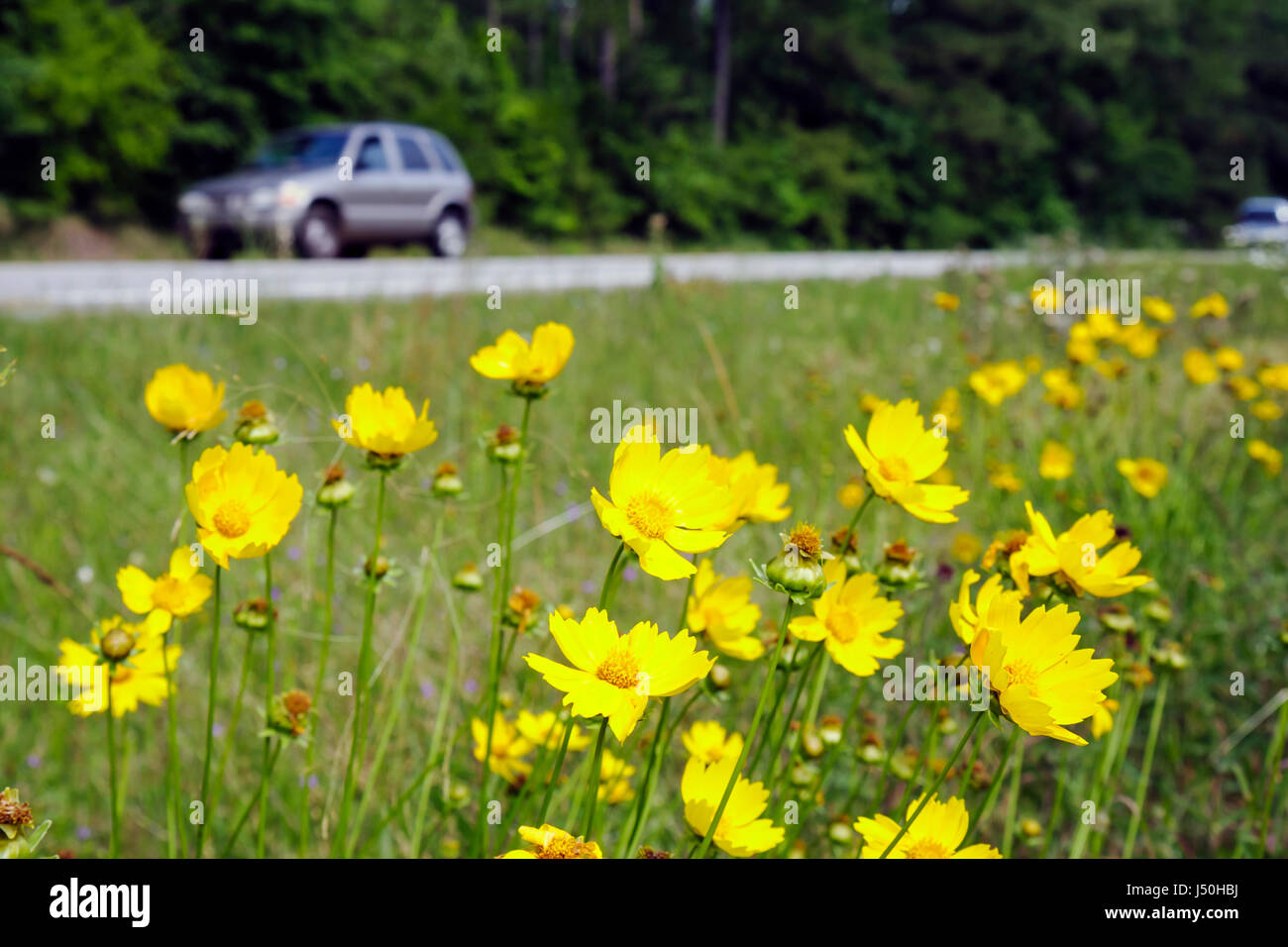 Coreopsis Grandiflora Yellow Flower Stock Photos & Coreopsis