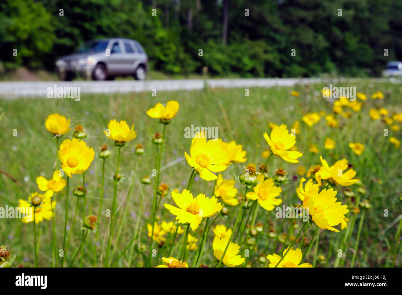 Alabama Millry,State Road 17,wild flower flowers,coreopsis,yellow,grandiflora,blooming,plant,perennial,blossom,visitors travel traveling tour tourist Stock Photo