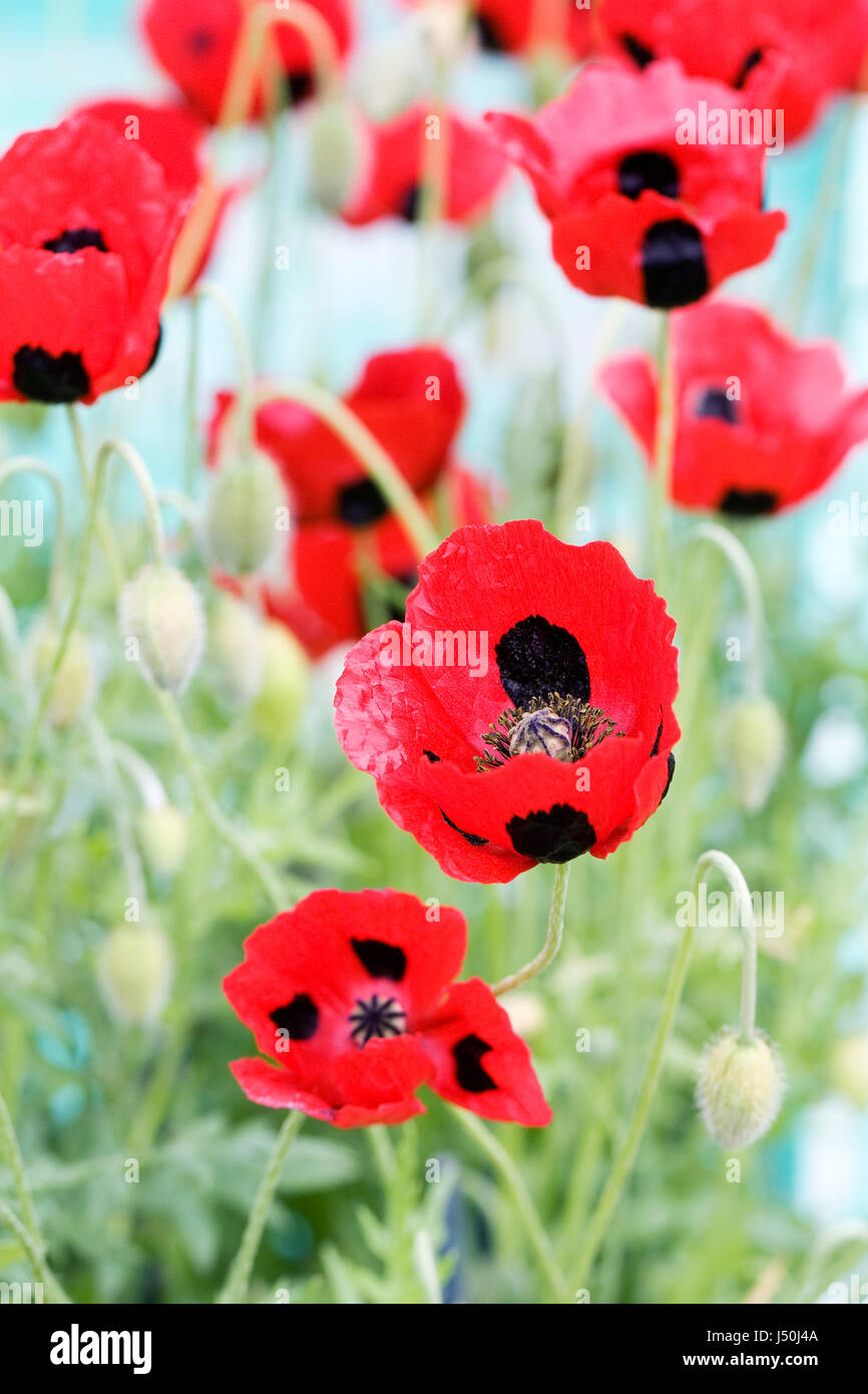 Papaver commutatum 'Ladybird' flowers in Spring. Stock Photo