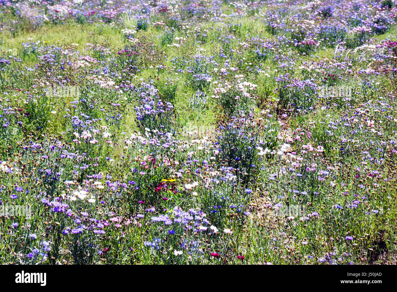 Montgomery Alabama,Perry Hill Road,wild flower flowers,field,blue,white