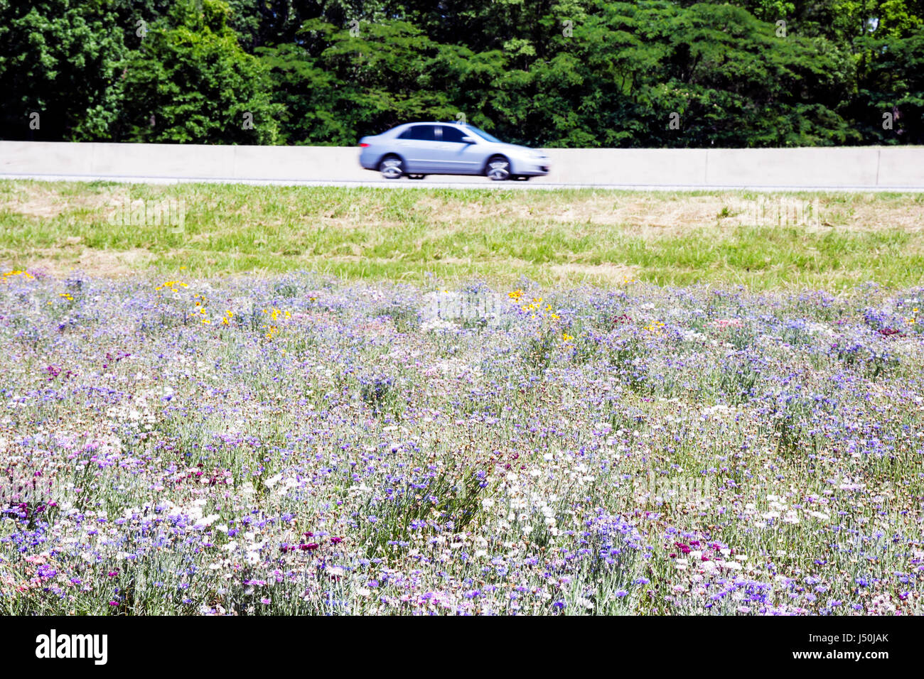 Montgomery Alabama,Perry Hill Road,wild flower flowers,car cars,roadside,blue,meadow,I 85,Interstate,visitors travel traveling tour tourist tourism la Stock Photo