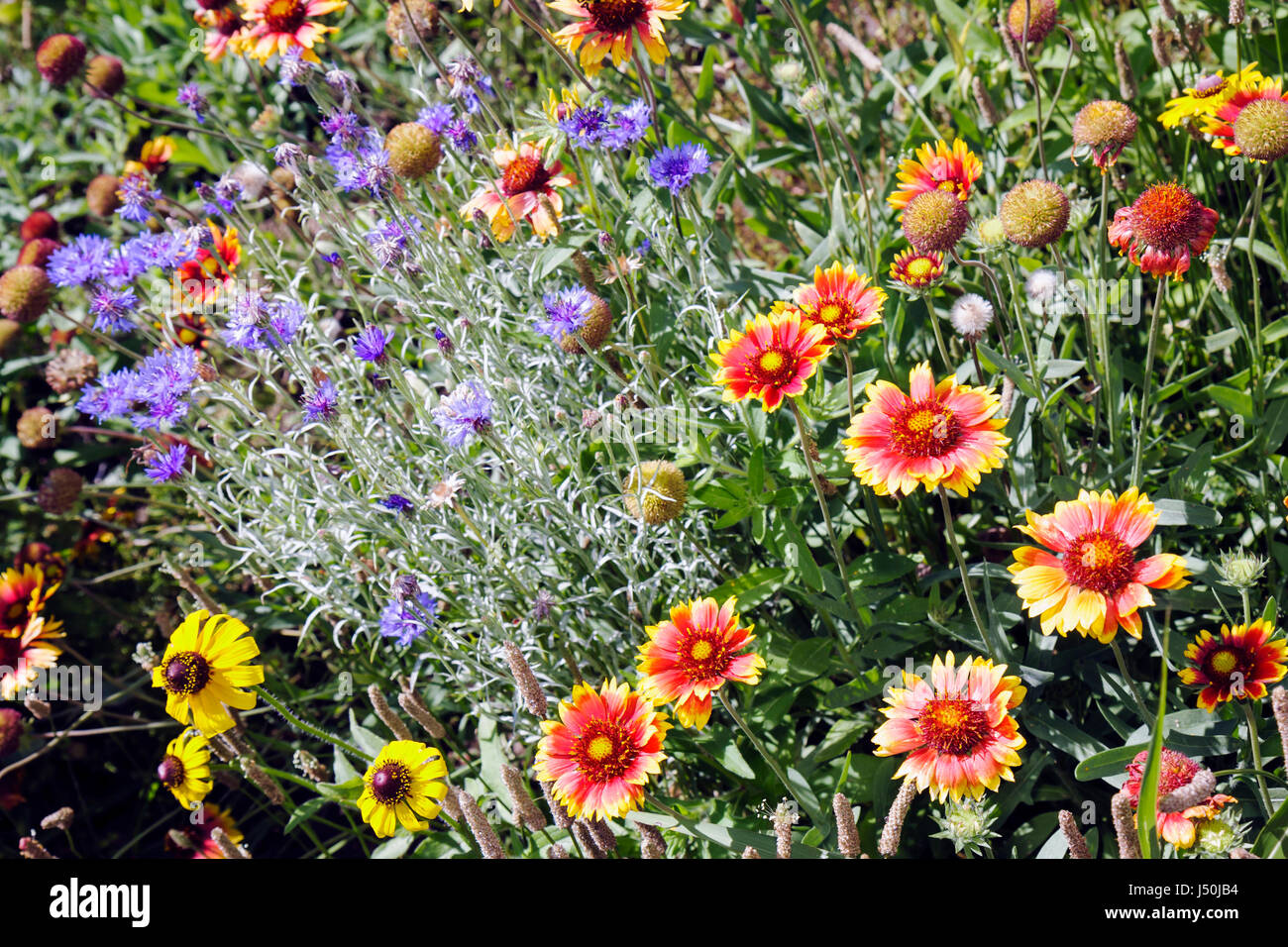 Montgomery Alabama,Perry Hill Road,wild flower flowers,Indian Blanket,orange,yellow,blue,flora,field,nature,beauty,Black Eyed Susan,roadside,visitors Stock Photo