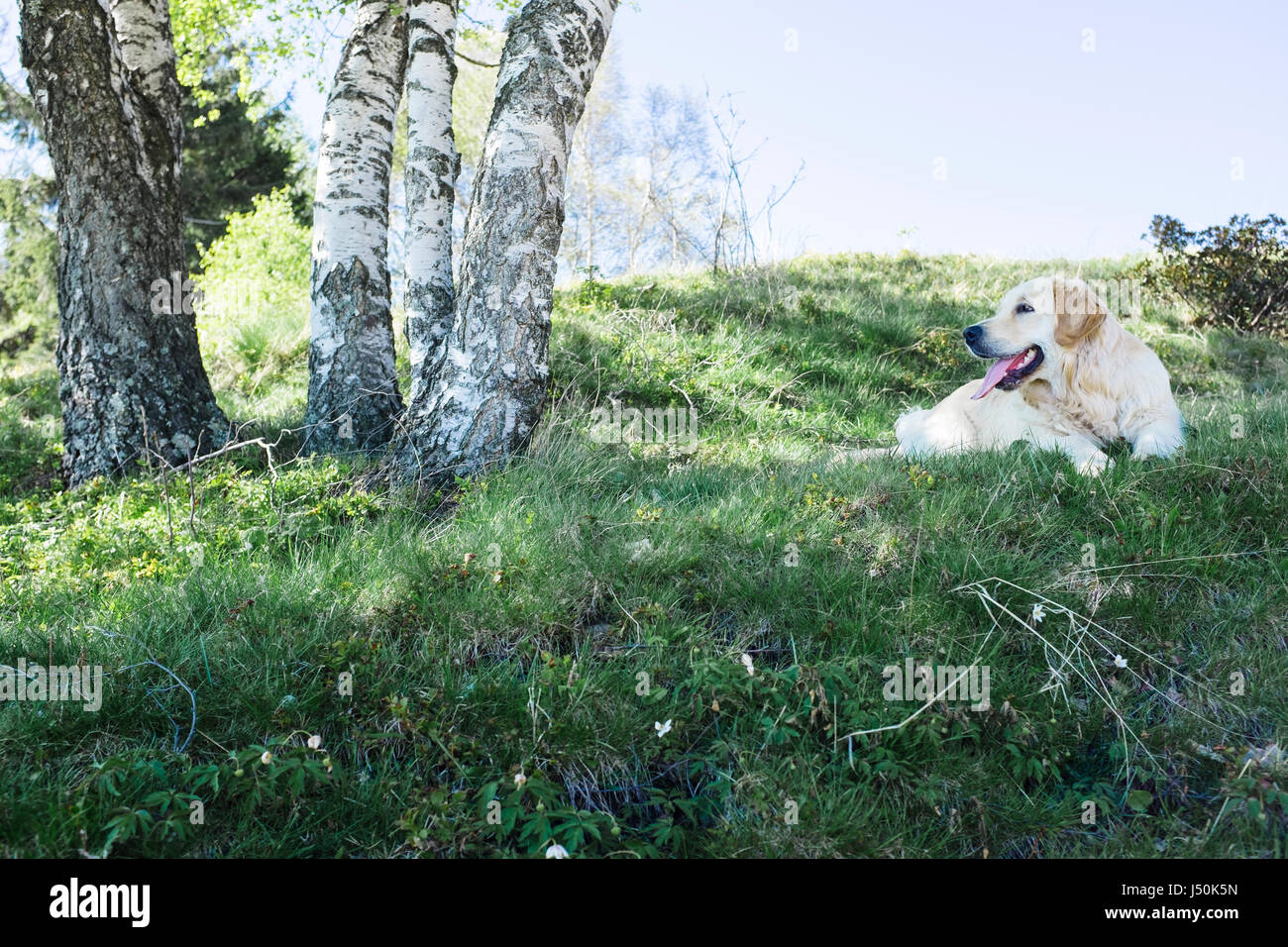 Golden Retriever lying on the grass Stock Photo - Alamy
