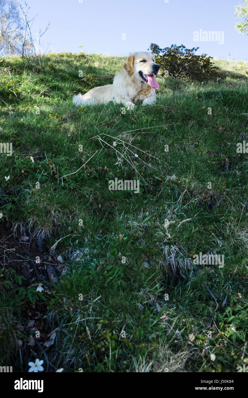 Golden Retriever lying on the grass Stock Photo - Alamy