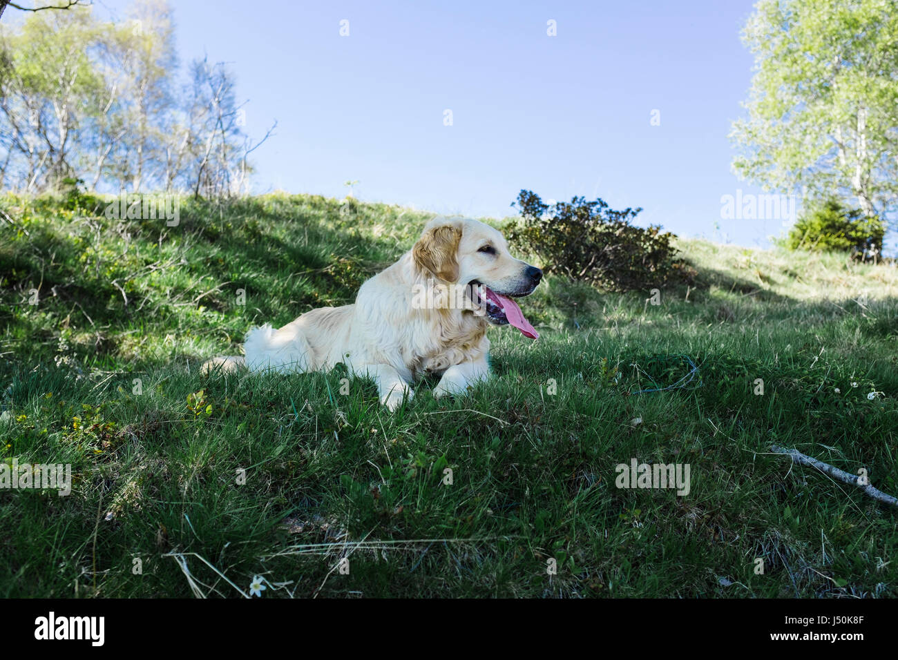 Golden Retriever lying on the grass Stock Photo - Alamy