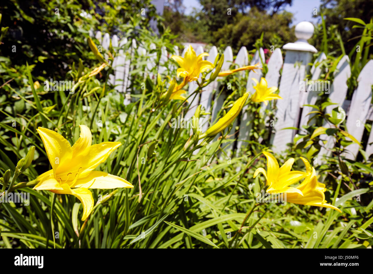 Alabama Greenville,flower,flower,flower,garden,white picket fence,AL080521023 Stock Photo