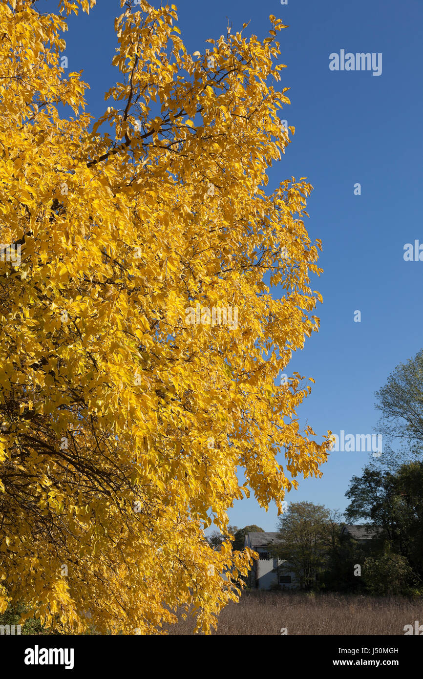 On the left of the frame Oak branch with yellow leaves Stock Photo - Alamy