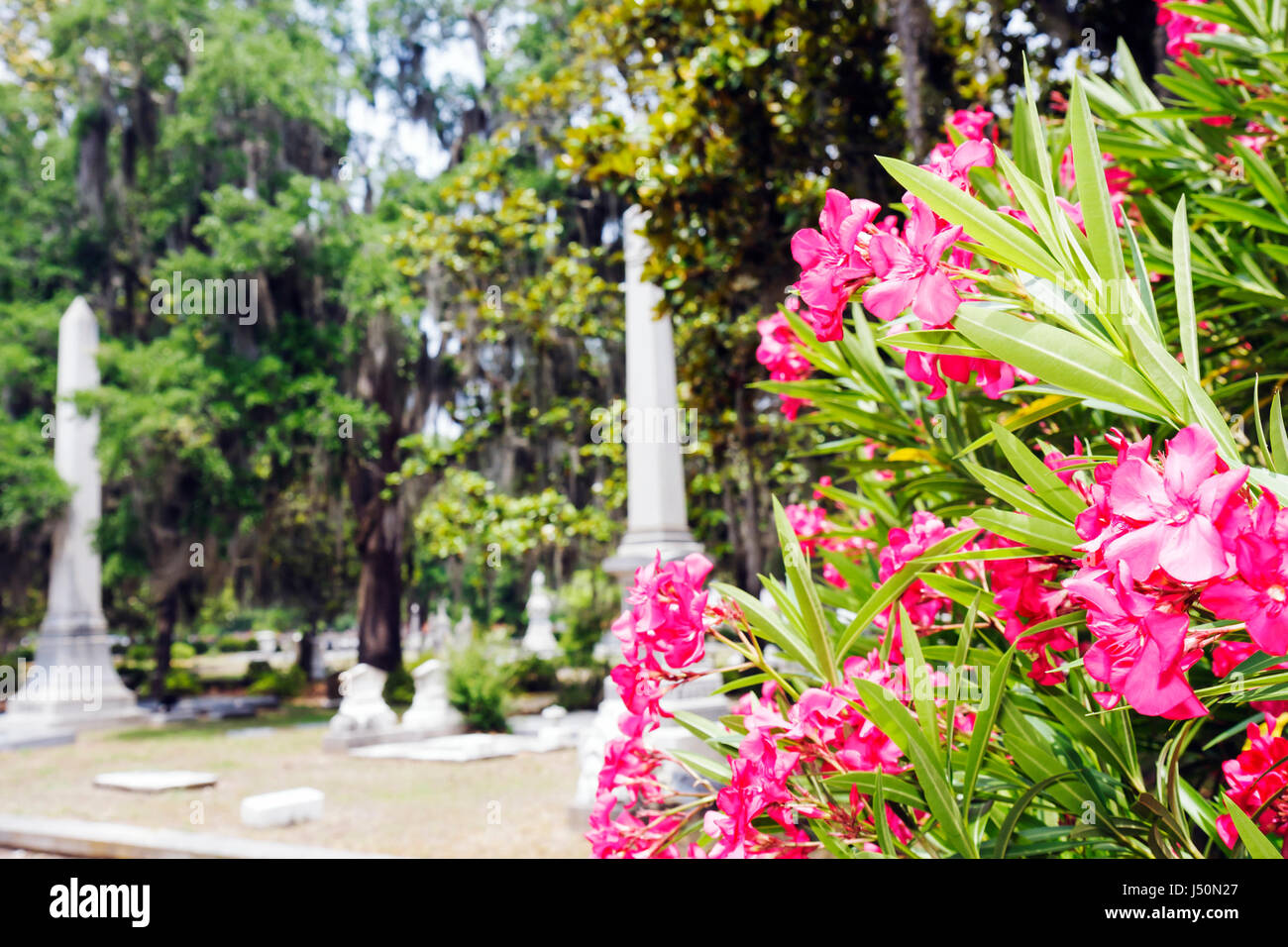 Alabama,Dallas County,Selma,Historic District,Old Live Oak Cemetery,pink flower,flower,graves,memorials,monuments,AL080522018 Stock Photo