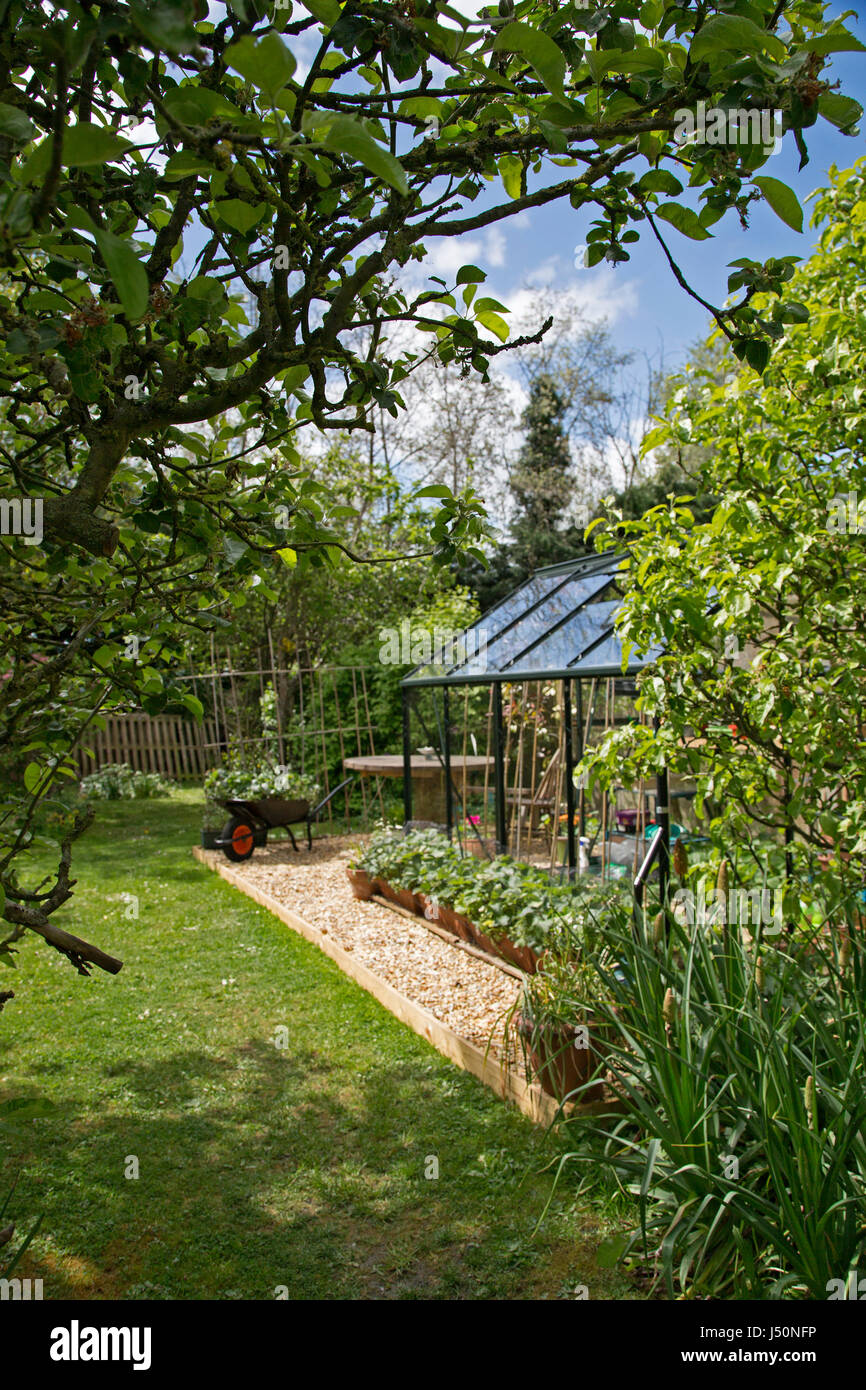 A plant-filled greenhouse in a domestic garden pictured on a sunny spring day in Oxfordshire, UK. Stock Photo