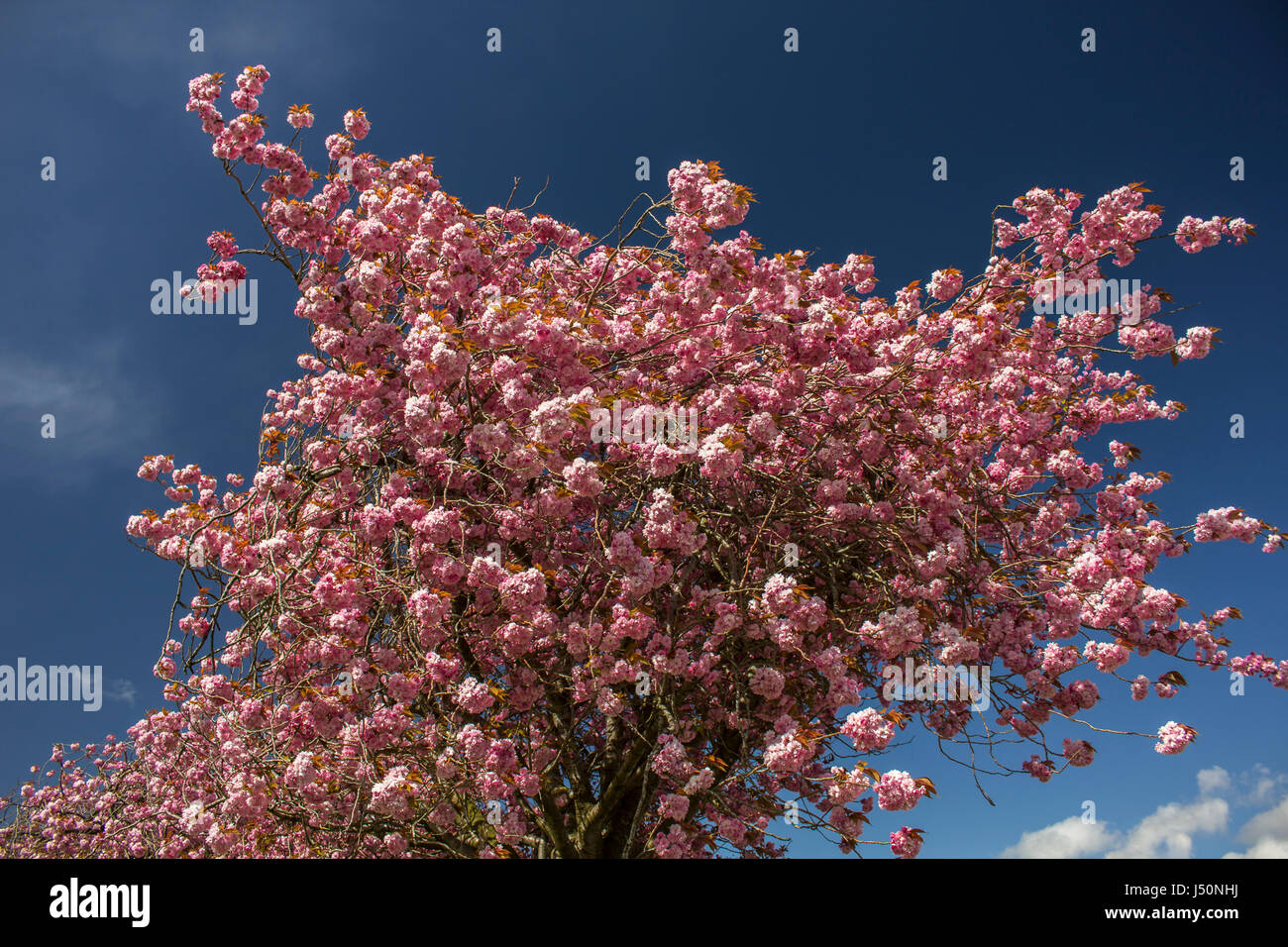 Cherry tree blossom against a blue sky. Stock Photo