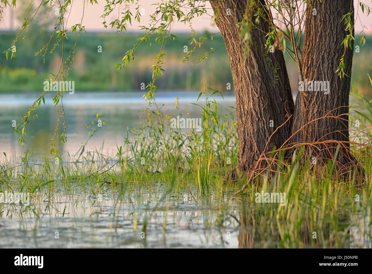 Weeping willow in a swamp at sunset Stock Photo