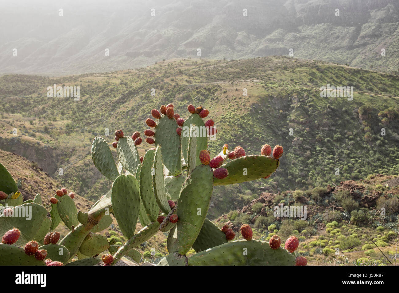 chumbera nopal cactus plant with red flowers Stock Photo