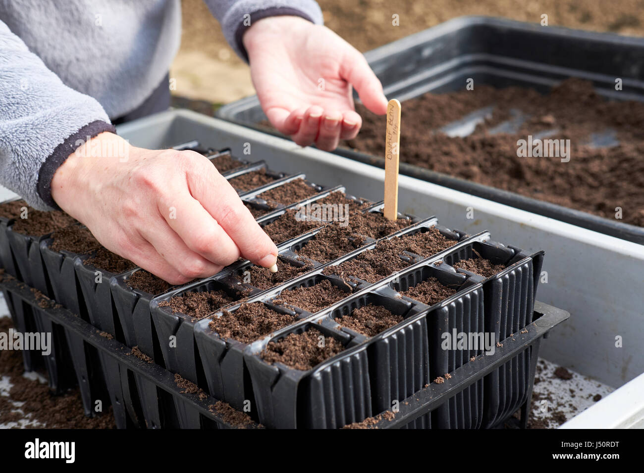 Woman sowing dwarf bean seeds in compost filled plug plant pots at a garden potting bench, UK. Stock Photo