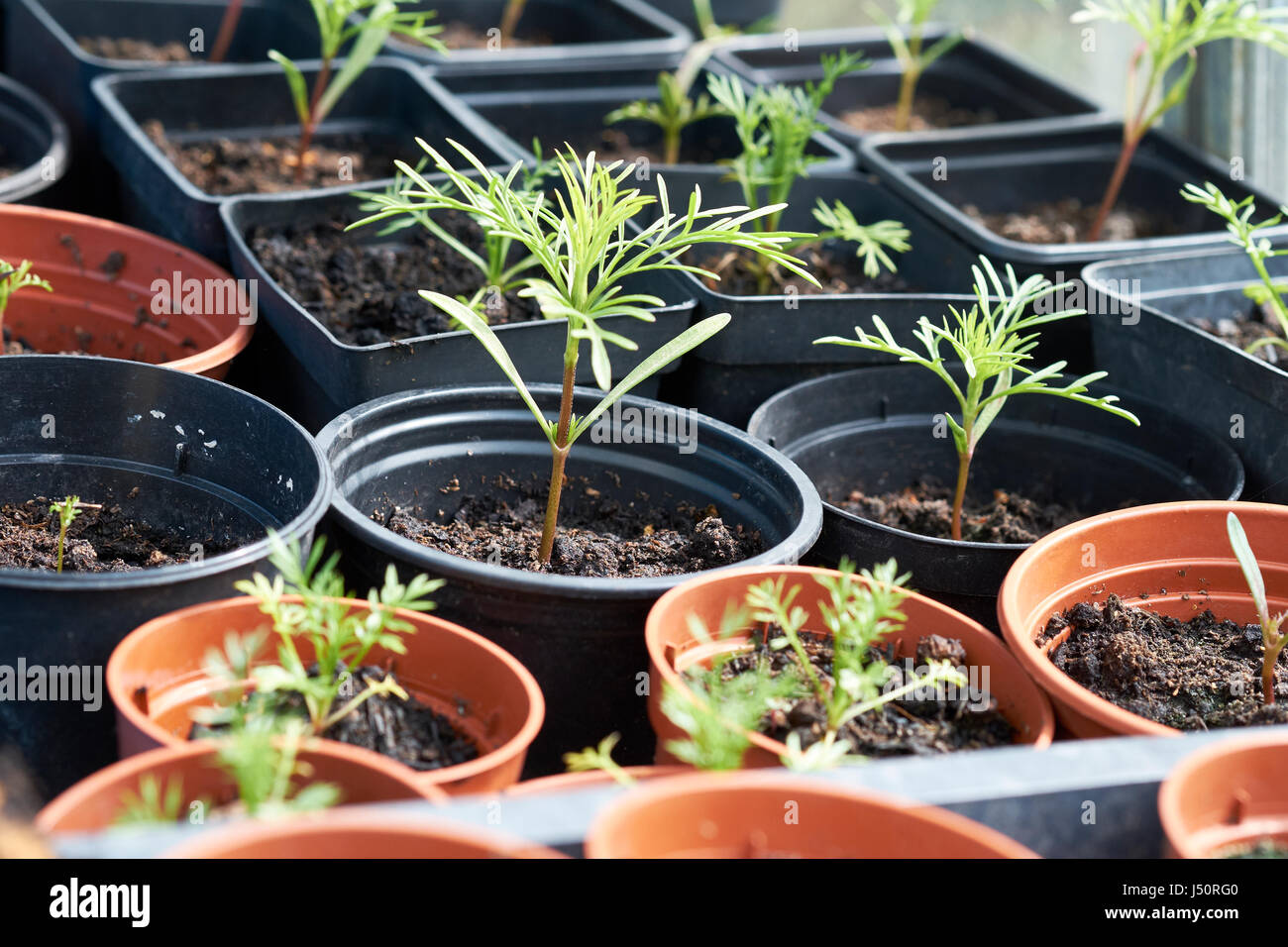 Nigella seedlings hi-res stock photography and images - Alamy