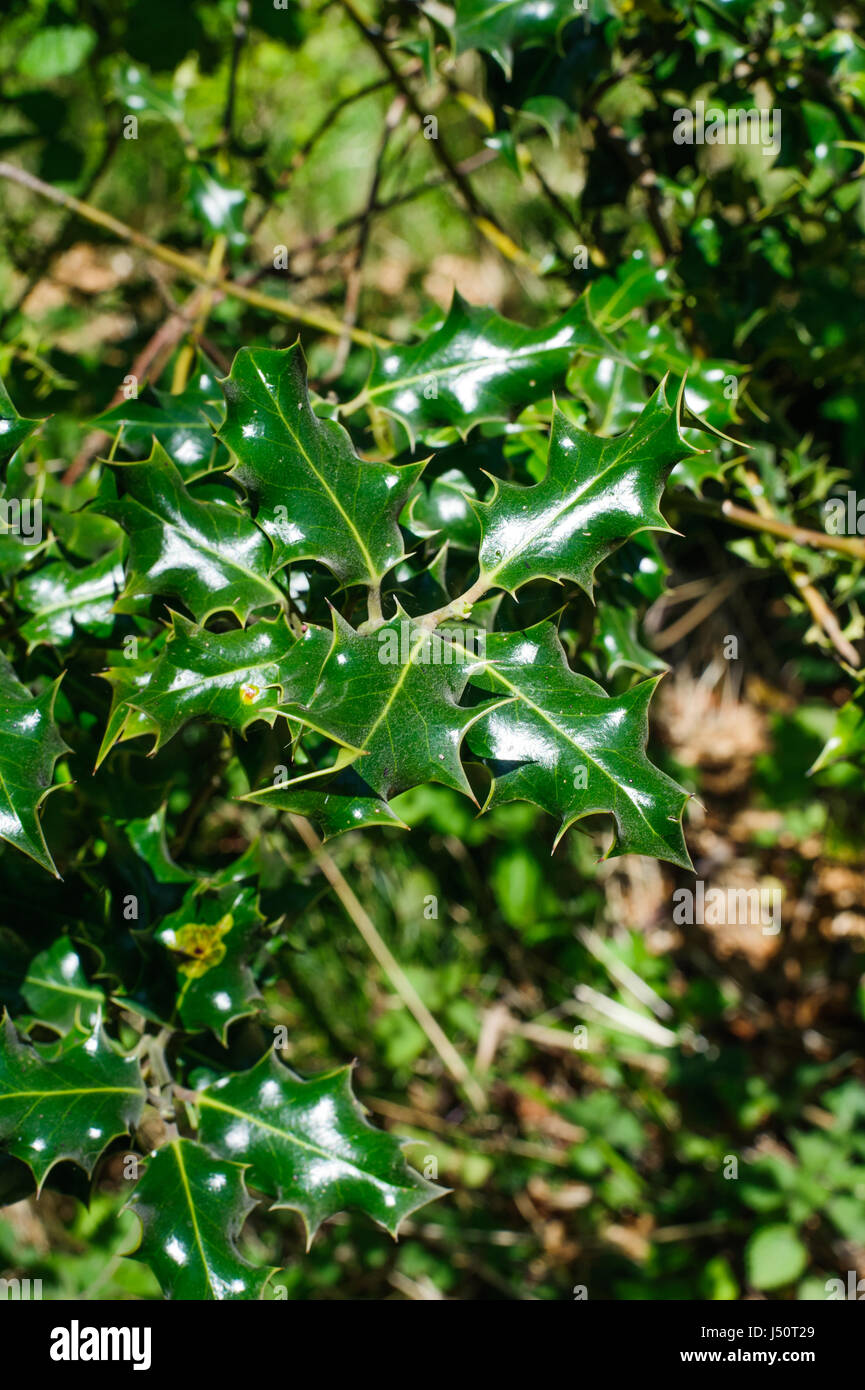 Сommon holly, Irish holly (Ilex aquifolium), twig with leaves, Ireland Stock Photo