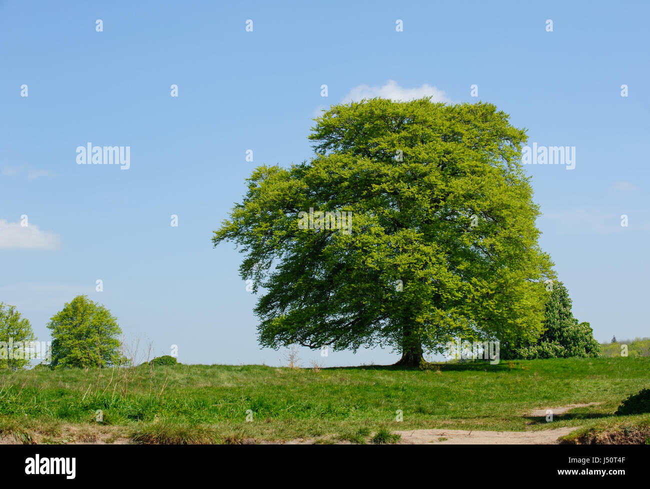 Acer pseudoplatanus , sycamore maple, foliage on sunny day, Castletown, Ireland Stock Photo