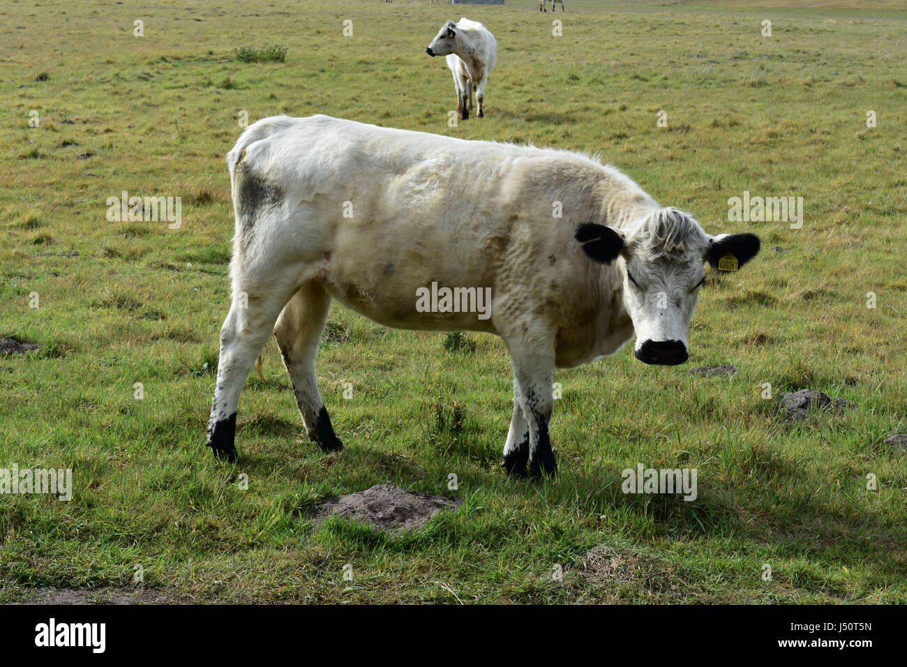 British White Cattle at Roydon Common Nature Reserve, Roydon, Norfolk, United Kingdom Stock Photo