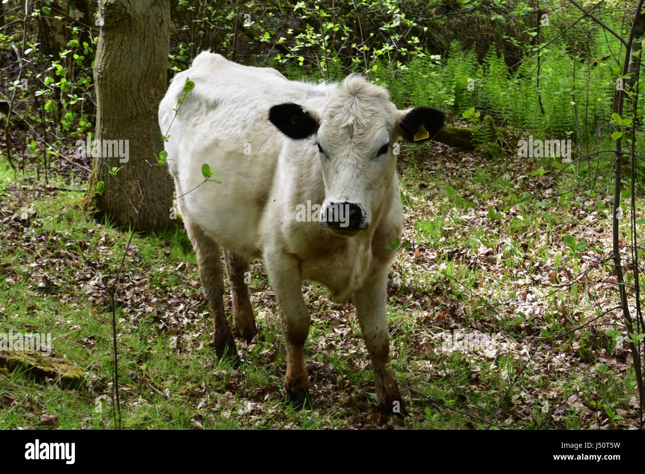 British White Cattle in Woodland at Roydon, Norfolk, United Kingdom Stock Photo