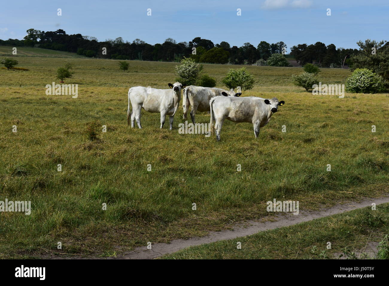 British White Cattle looking at the camera at Roydon Common Nature Reserve, Roydon, Norfolk, United Kingdom Stock Photo