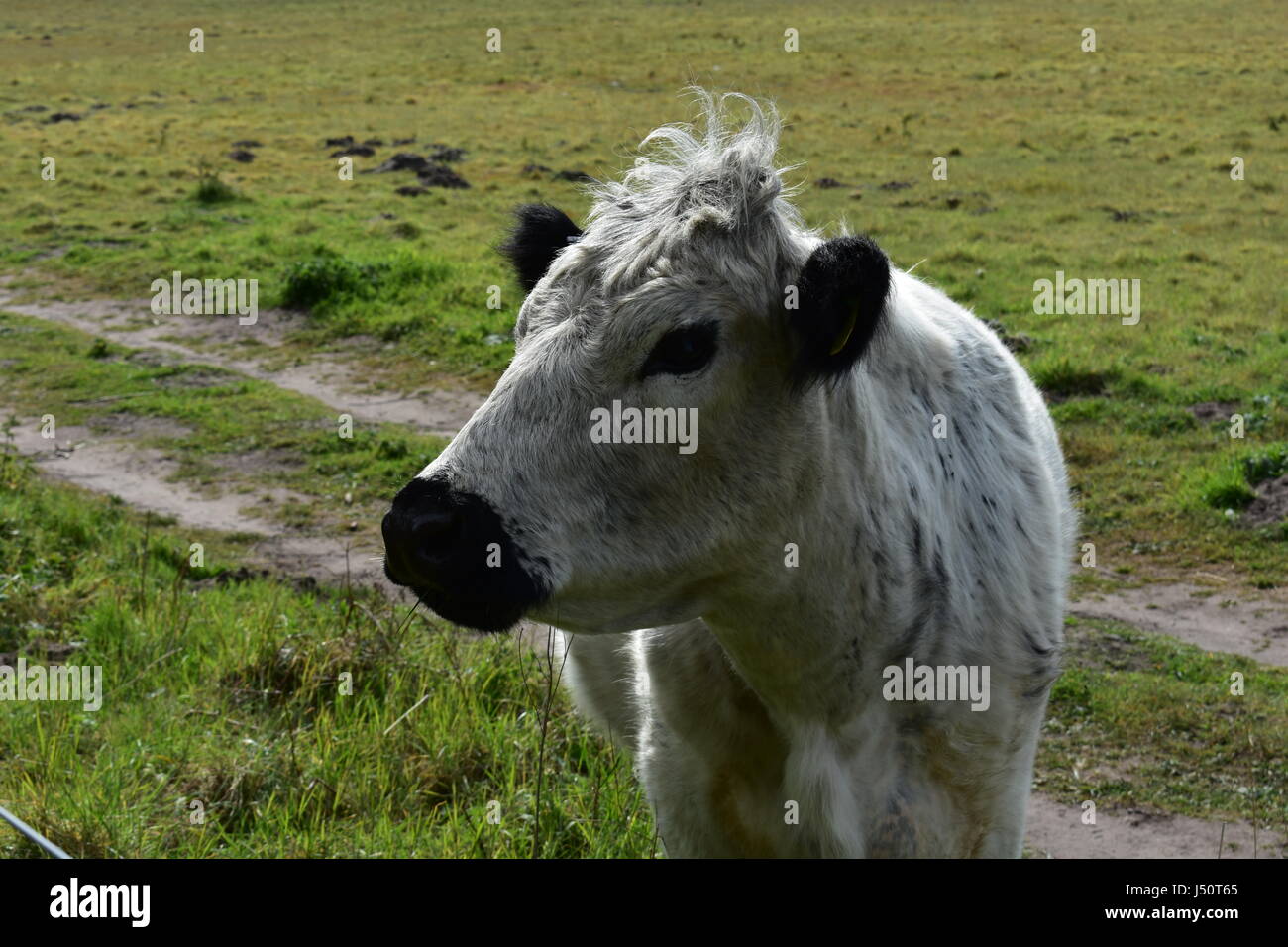 Close up of British White Cattle at Roydon Common Nature Reserve, Roydon, Norfolk, United Kingdom Stock Photo