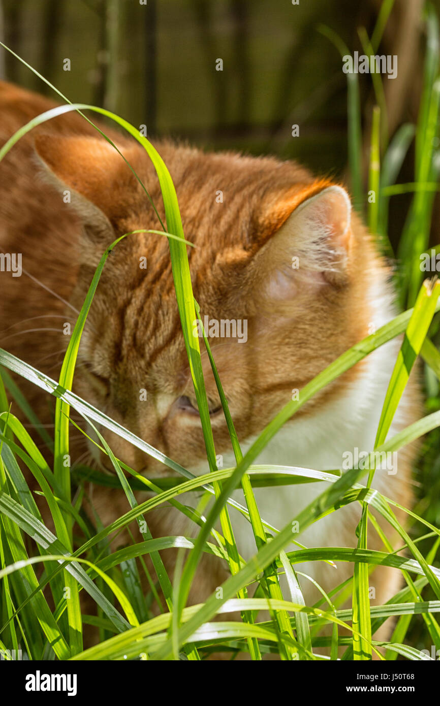 Beautiful red cat in long green grass Stock Photo