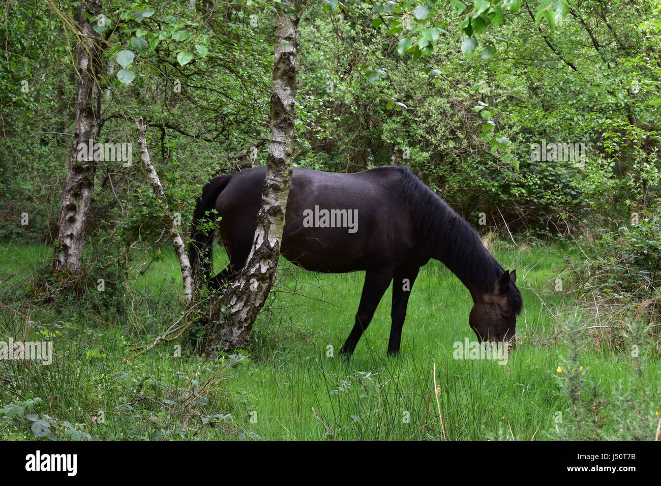 Dark horse grazing in woodland in Roydon, Norfolk, United Kingdom Stock Photo