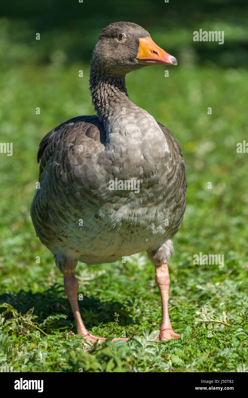 The ancestor of most domestic geese, the greylag is the largest of the wild geese native to UK and Europe. Stock Photo