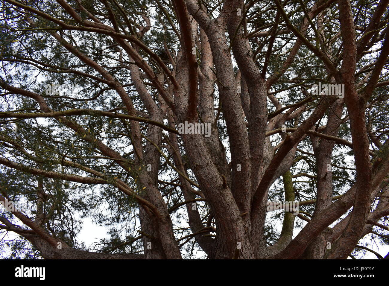 View Up Through The Branches Of A Large White Pine Tree With Multiple 