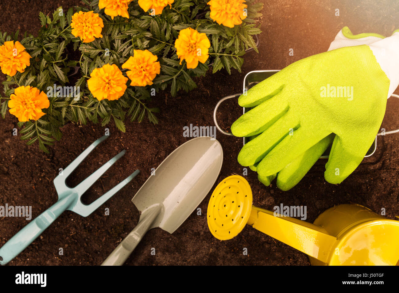 gardening tools and marigold flowers on soil background Stock Photo