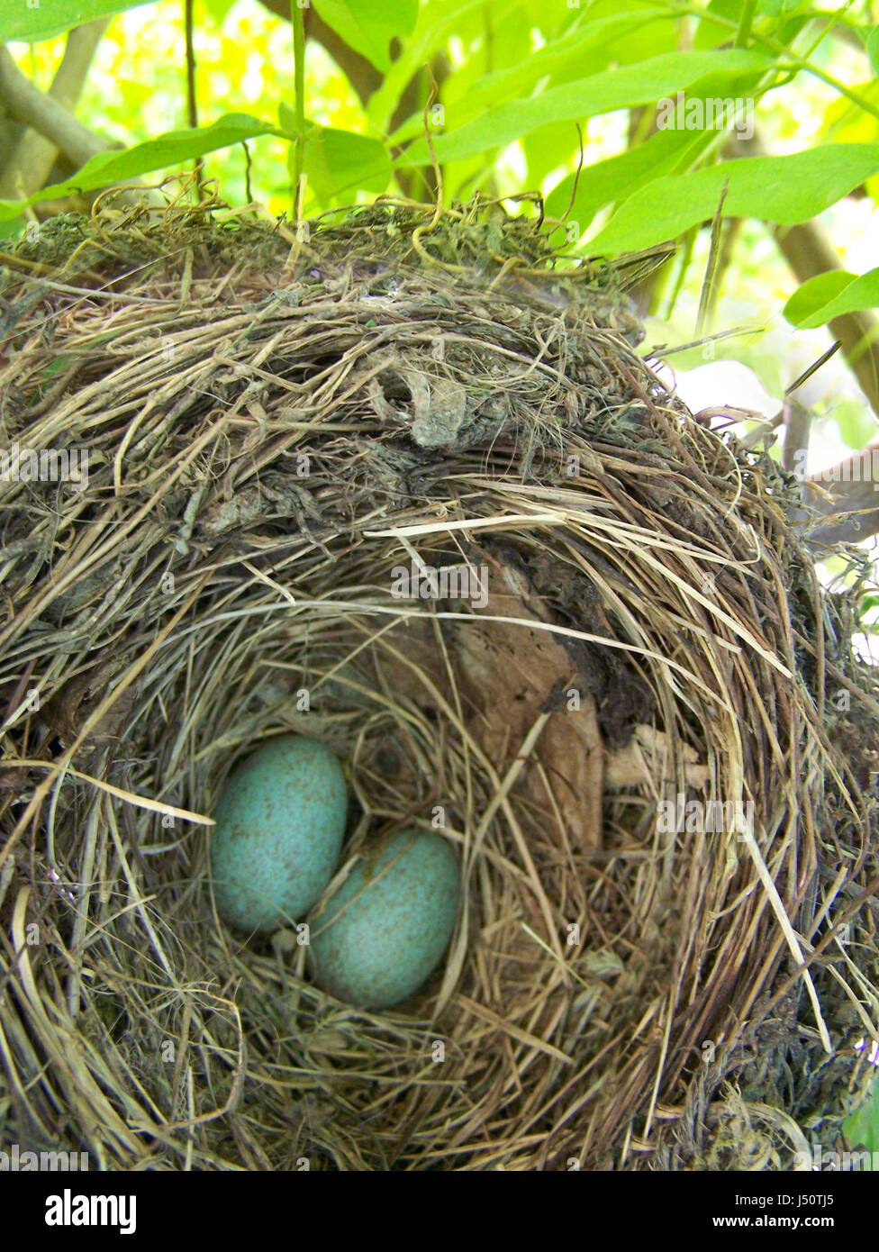 Two eggs in the nest on the tree Stock Photo - Alamy
