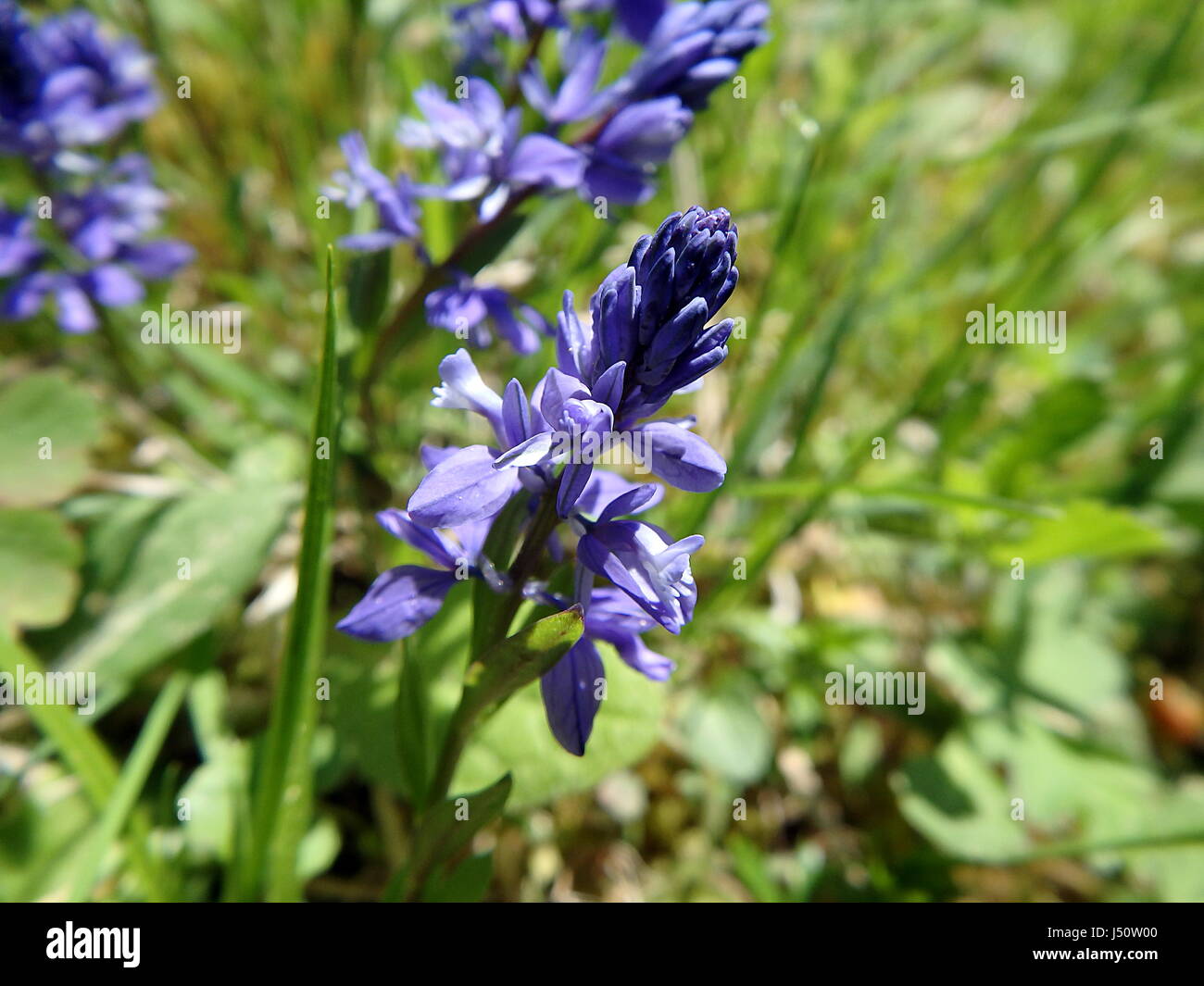 Common Milkwort, (Polygala vulgaris), Blue flower Stock Photo