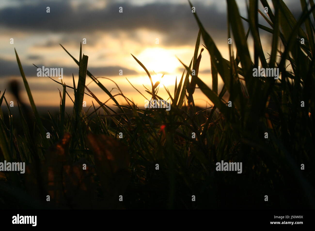 A view of the cloudy sunset through short British grass. Stock Photo