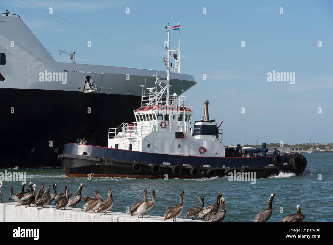 A cruise ship and tug watched by Pelicans in Port Canaveral Florida USA Stock Photo